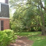 Ancient Live Oak