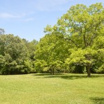 Backyard View